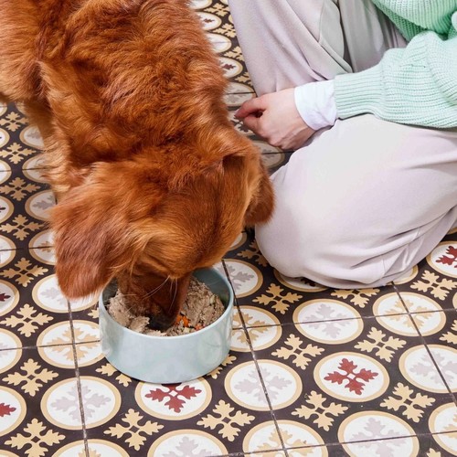 Hond eet vers hondenvoer van Nutriment uit een lichtblauwe voerbak op de keukenvloer
