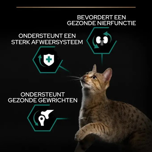 Overzicht voordelen Renal Plus: gezonde nierfunctie, sterk afweersysteem en gezonde gewrichten