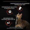 Infographic vitale functies: ondersteunt hersenfuncties, afweersysteem en nierfunctie van de kat