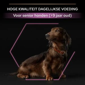 Oudere kleine hond geschikt voor senior hondenvoer vanaf 9 jaar