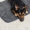 Close-up van hond die gefocust op de Pomppa Settle Mat ligt, bovenaanzicht
