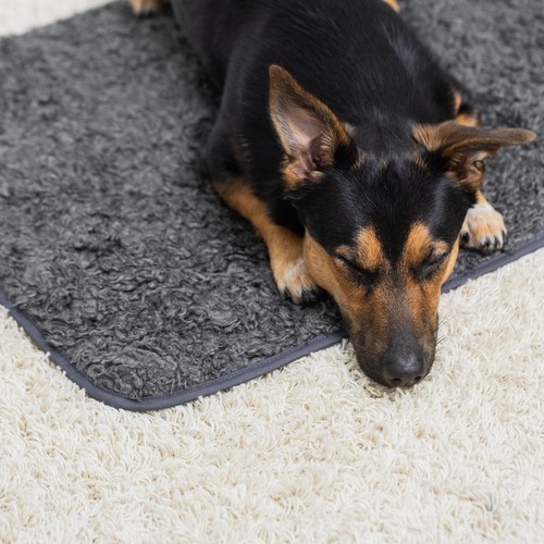 Close-up van hond die gefocust op de Pomppa Settle Mat ligt, bovenaanzicht