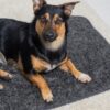 Duitse Herder op kleine Pomppa Settle Mat van 55 cm, geschikt voor kleine honden