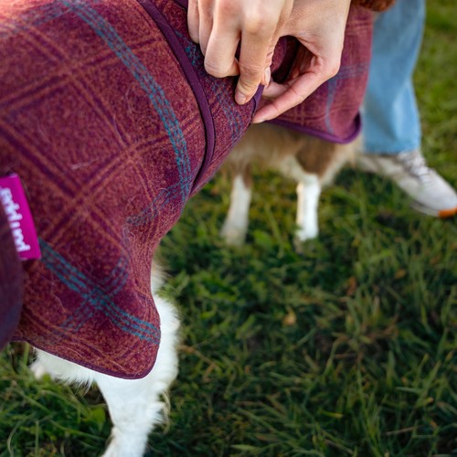 De wollen hondenjas wordt over de rug van de hond getrokken