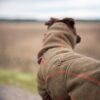 Achteraanzicht van de olijfgroene wollen hondenjas met hoge kraag