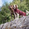 Twee honden op een rots in de wollen hondenjas in bordeaux en olijfgroen