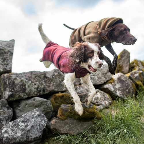 Twee honden springen over stenen in de wollen hondenjas