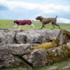 Twee honden lopen over rotsen in de bordeauxrode en olijfgroene wollen hondenjas