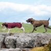 Twee honden lopen achter elkaar over een rots met de wollen hondenjas aan