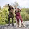 Twee honden zitten naast elkaar in de wollen hondenjas in twee kleuren