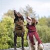 Twee honden kijken omhoog met de wollen hondenjas WooliePomppa aan