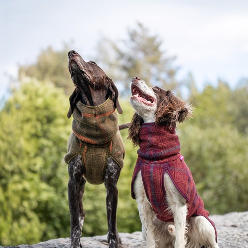 Twee honden kijken omhoog met de wollen hondenjas WooliePomppa aan