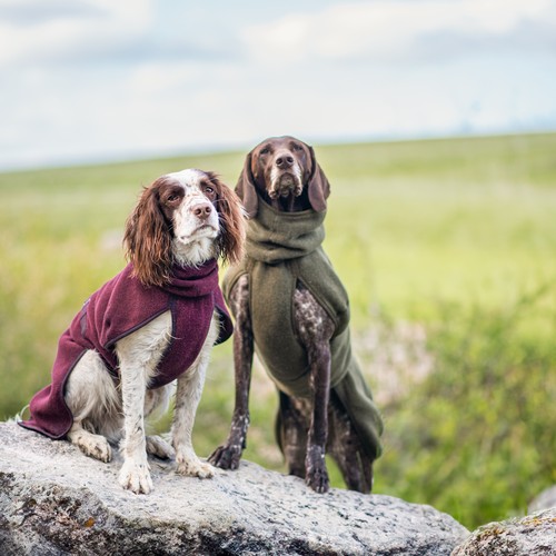 Twee honden op een rots in de bordeauxrode en olijfgroene wollen hondenjas