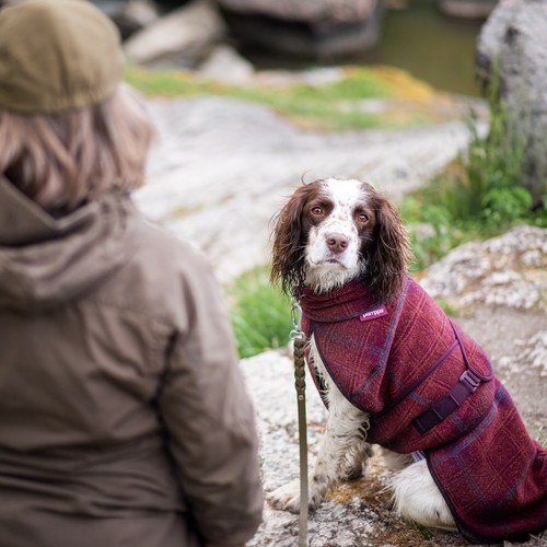 Hond in de bordeauxrode wollen hondenjas tijdens een wandeling met zijn baas