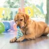 Blonde hond houdt de feestmuts met knisperfolie in zijn bek op een hondenverjaardag