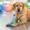 Blonde hond ligt op de vloer met de Beeztees feestmuts tussen zijn voorpoten