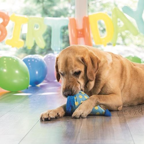 Blonde hond speelt met de pluche feestmuts tussen ballonnen op zijn verjaardag