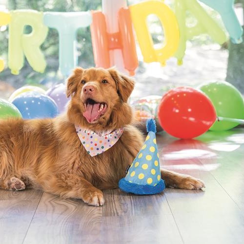 Rode hond met feestsjaaltje ligt naast de feestmuts tussen ballonnen en een birthday slinger