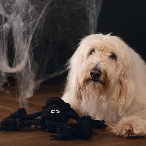 Blonde hond ligt naast de Beeztees Flossy Spin van zwart touw tussen halloween spinnenwebben