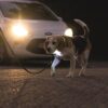 Lichtgevende hondenriem met brandende LED bij het handvat tijdens een wandeling in het donker