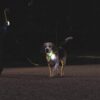 Avondwandeling met hond aan reflecterende riem in het licht van koplampen