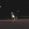 Beagle op avondwandeling met oplichtende halsband