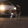 Beagle aan de lijn met brandende LED halsband op straat