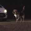 Hond met lichtgevende halsband goed zichtbaar in het donker bij een auto