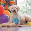Blonde hond ligt op de vloer met het blauwe pluche hondenspeelgoed Party Animal tussen zijn poten