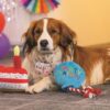 Hond met feestsjaaltje ligt naast de Beeztees Party Animal ballon tussen ballonnen en slingers
