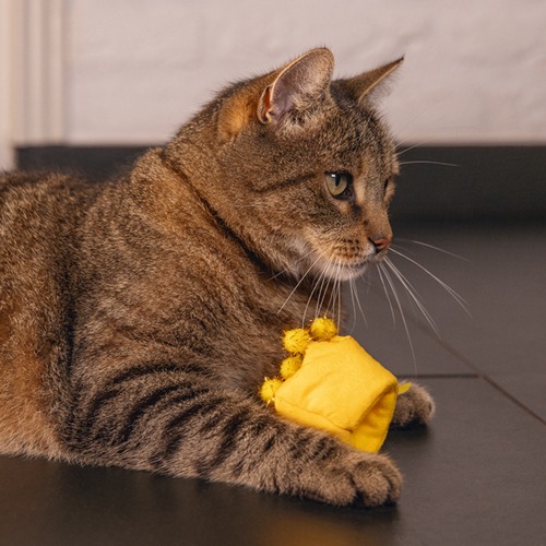 Kat speelt met het kroontje van het kattenspeelgoed