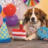 Bruin witte hond met feestsjaaltje ligt naast de Party Taart tussen ballonnen op een hondenverjaardag