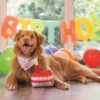 Jarige hond met feestsjaaltje ligt met de Beeztees Party Taart voor een Birthday ballonslinger