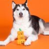 Husky ligt naast Halloween hondenspeelgoed pompoenstapel op oranje achtergrond