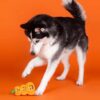 Hond speelt met Halloween hondenspeelgoed pompoenstapel