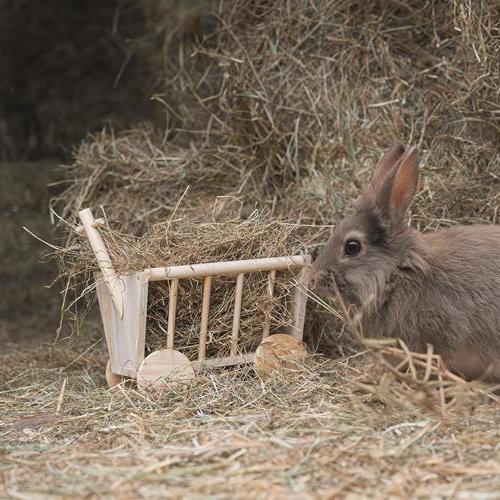 Detailfoto van een konijn dat vers hooi eet uit de houten hooiruif