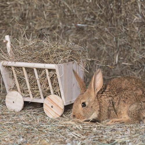 Konijn eet hooi uit de Karlie hooiruif bolderkar tussen het hooi