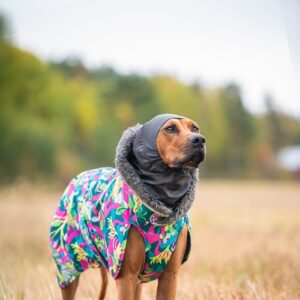Hond met HuppuPomppa hondennekwarmer over kop en oren tijdens een wandeling