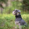 HuppuPomppa hondennekwarmer laag gedragen als nekbescherming bij een kleine hond