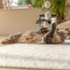 Langharige kat ligt op haar rug op een vloerkleed en speelt met de kattenhengel