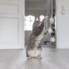 Grijze kat staat op haar achterpoten en grijpt naar de balletjes van de kattenhengel