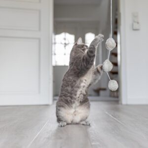 Grijze kat staat op haar achterpoten en grijpt naar de balletjes van de kattenhengel