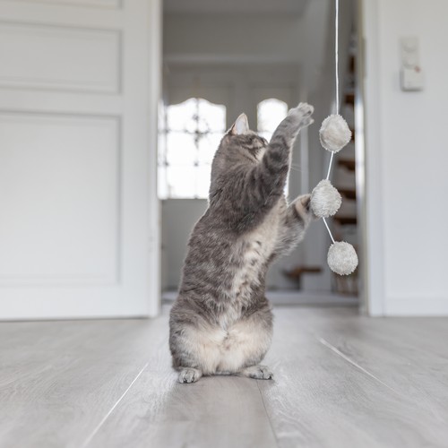 Grijze kat staat op haar achterpoten en grijpt naar de balletjes van de kattenhengel