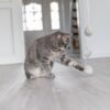 Kat tikt met haar poot tegen de pluche balletjes van de speelhengel
