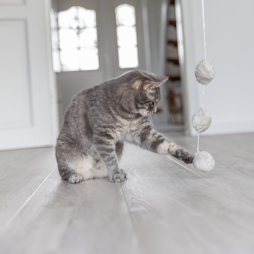 Kat tikt met haar poot tegen de pluche balletjes van de speelhengel