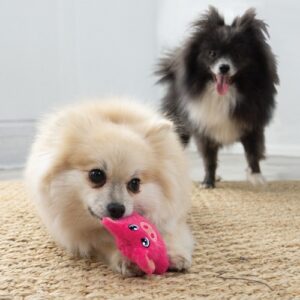 Kleine hond speelt met het KONG Snuzzles Mini Pig piepspeeltje