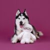 Husky speelt met mummieknuffel hondenspeelgoed