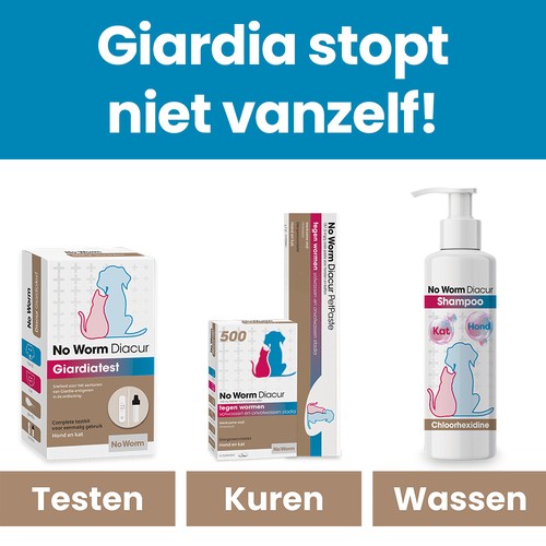 Giardia aanpakken in drie stappen: testen, kuren en wassen met de Diacur shampoo