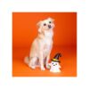 Hond zit naast halloween hondenspeelgoed spookje met heksenhoed