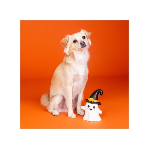 Hond zit naast halloween hondenspeelgoed spookje met heksenhoed